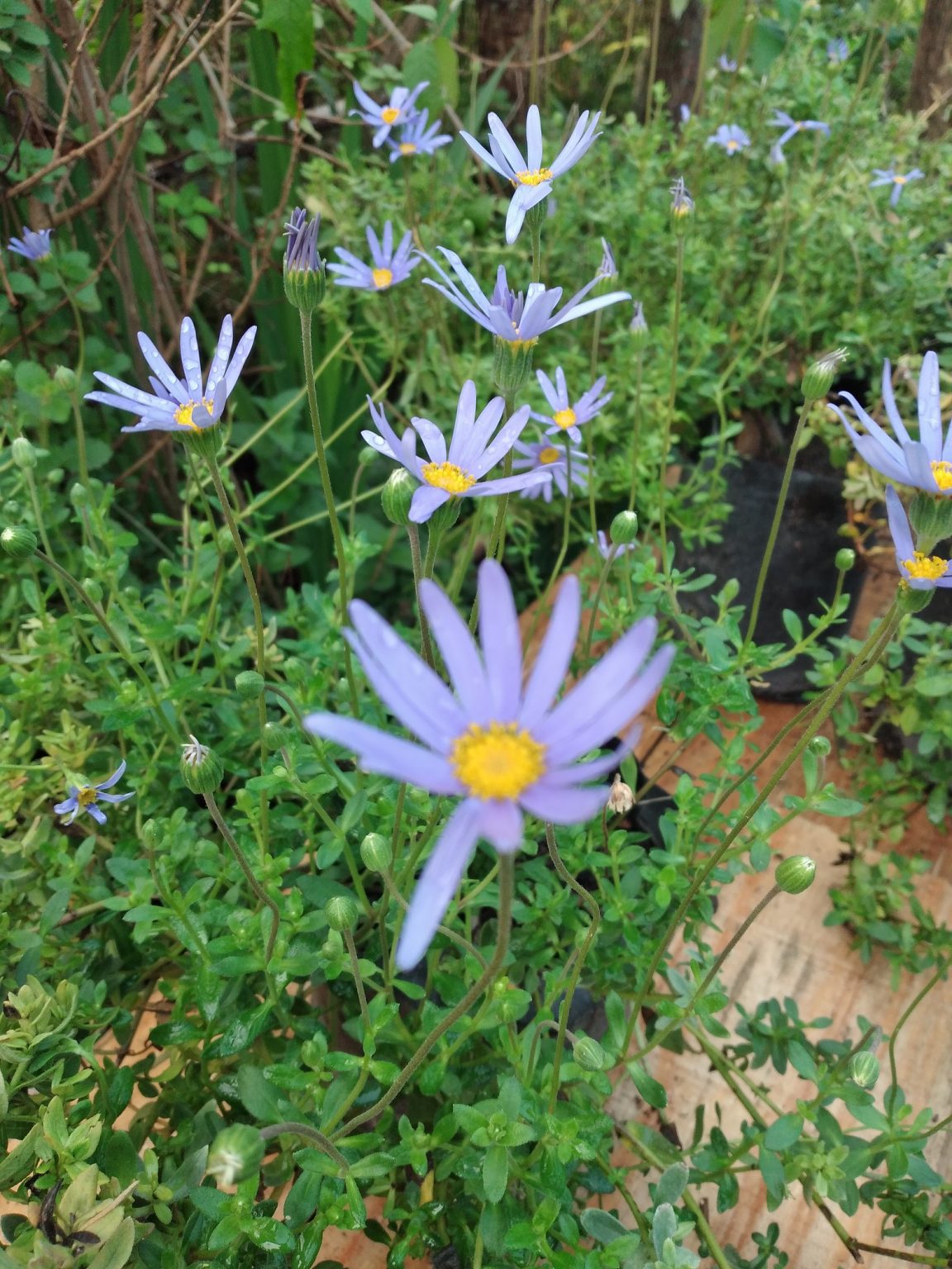 planta margarita azul felicia Vivero Las Cina Cinas